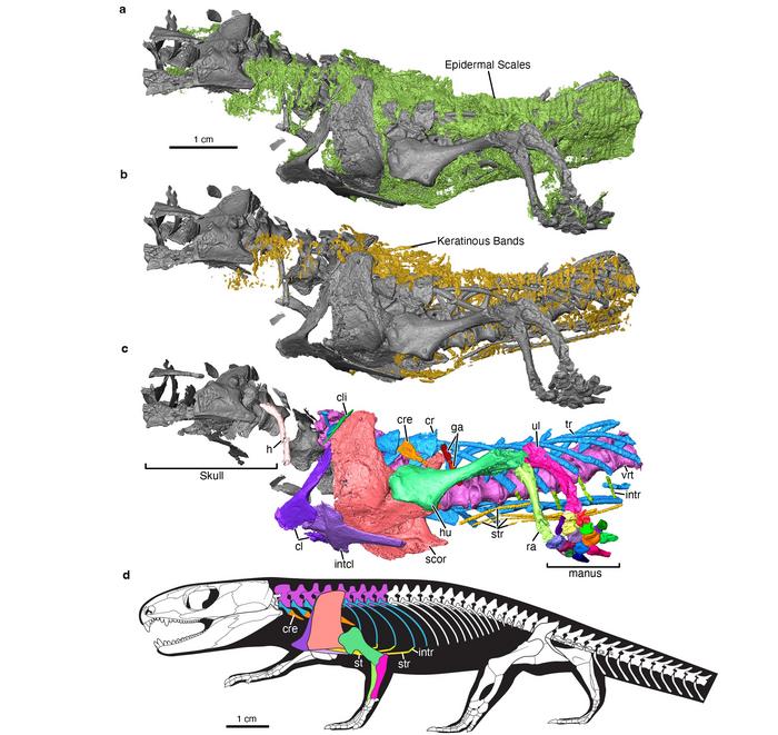 Figure showing parts of an early Permian reptile