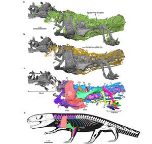 Figure showing parts of an early Permian reptile