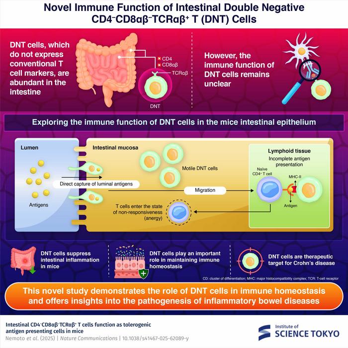 Novel immune function of intestinal double negative CD4−CD8αβ−TCRαβ+ T (DNT) cells