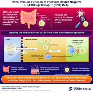 Novel immune function of intestinal double negative CD4−CD8αβ−TCRαβ+ T (DNT) cells