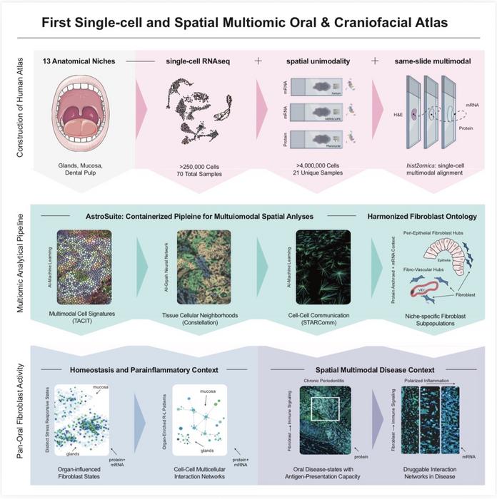 Abstract of oral and craniofacial atlas