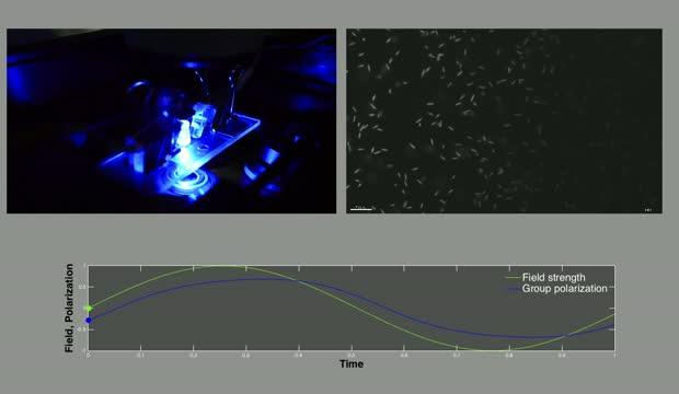 Video of Controlled Swarm