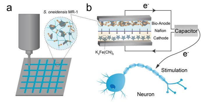Living hydrogels to prepare portable energy devices for neuron stimulation