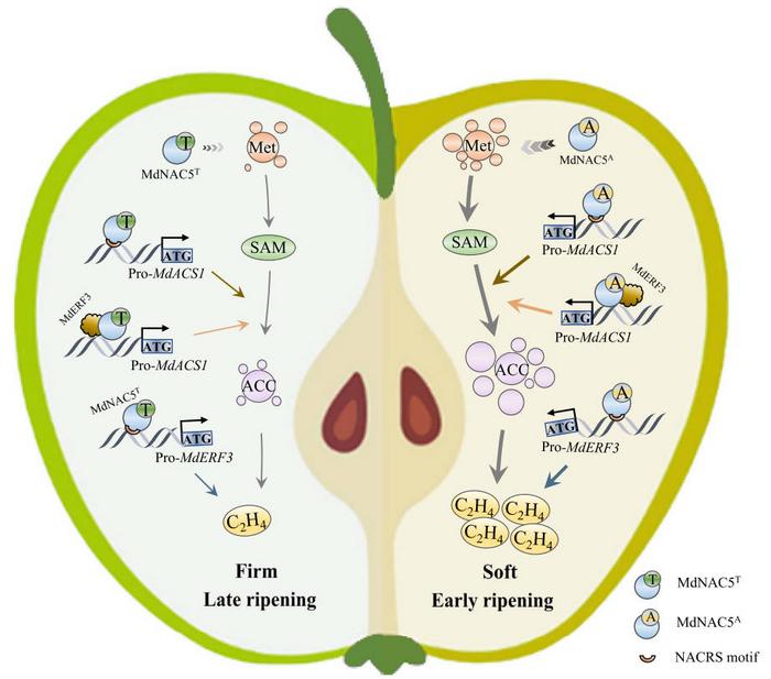 A model showing the roles of MdNAC5 alleles associated with fruit firmness and ripening variation in apple.