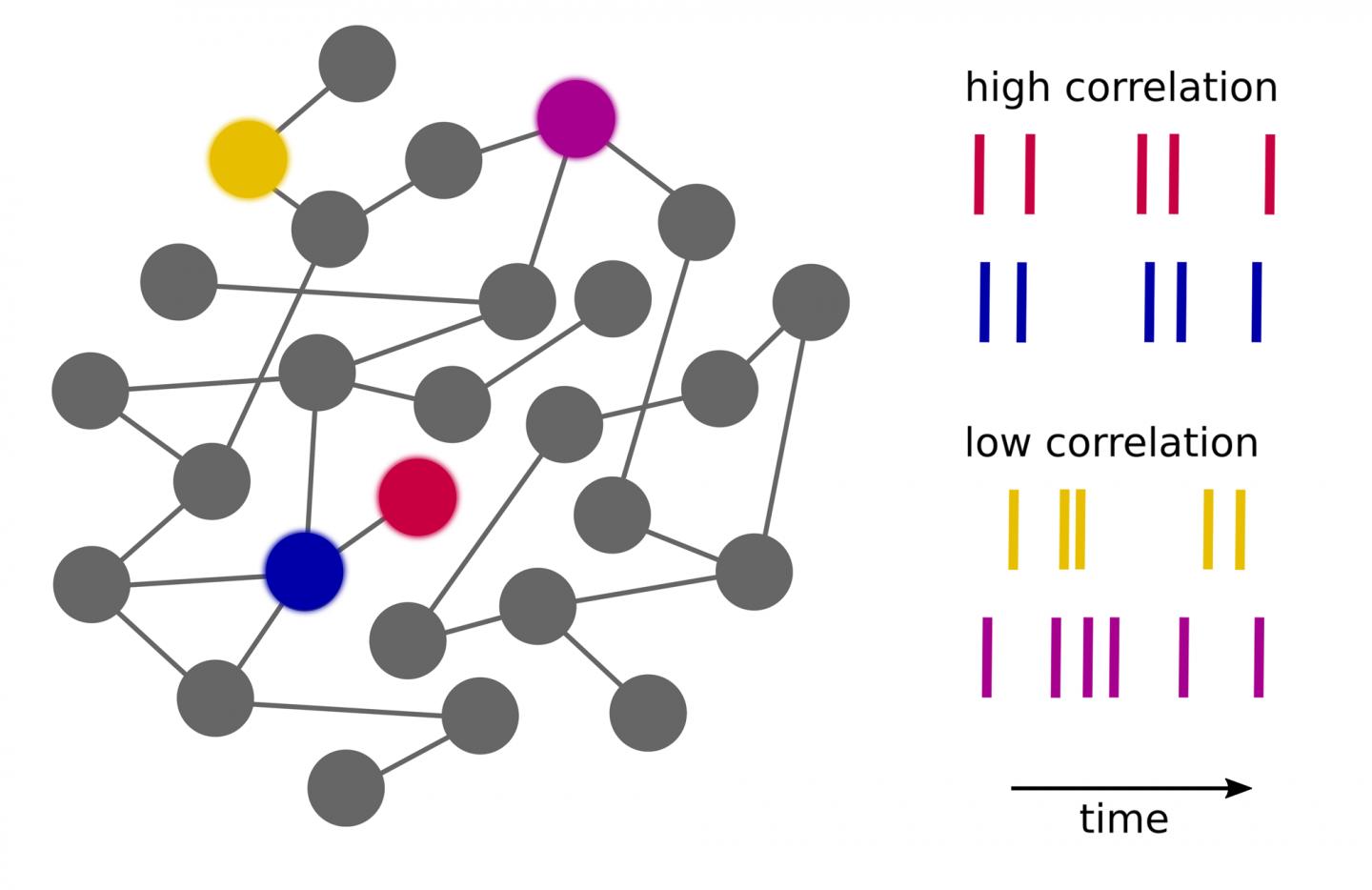 Network Model