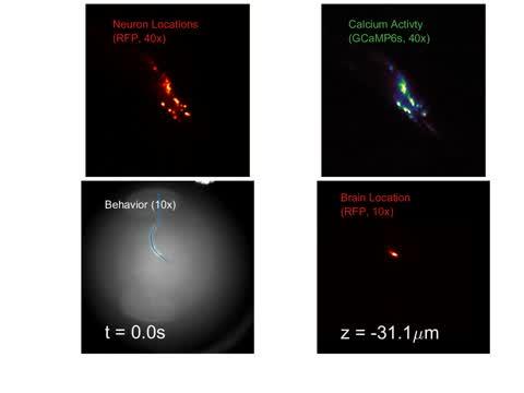 Neural Activity In A Free-Moving Nematode