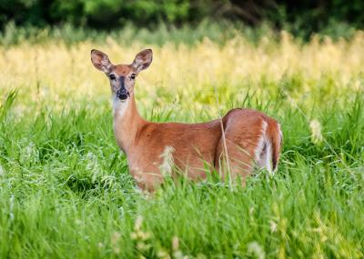Deer and Disease
