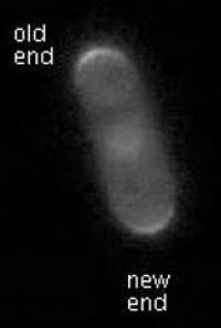 Oscillating Cdc42 in Yeast Cells