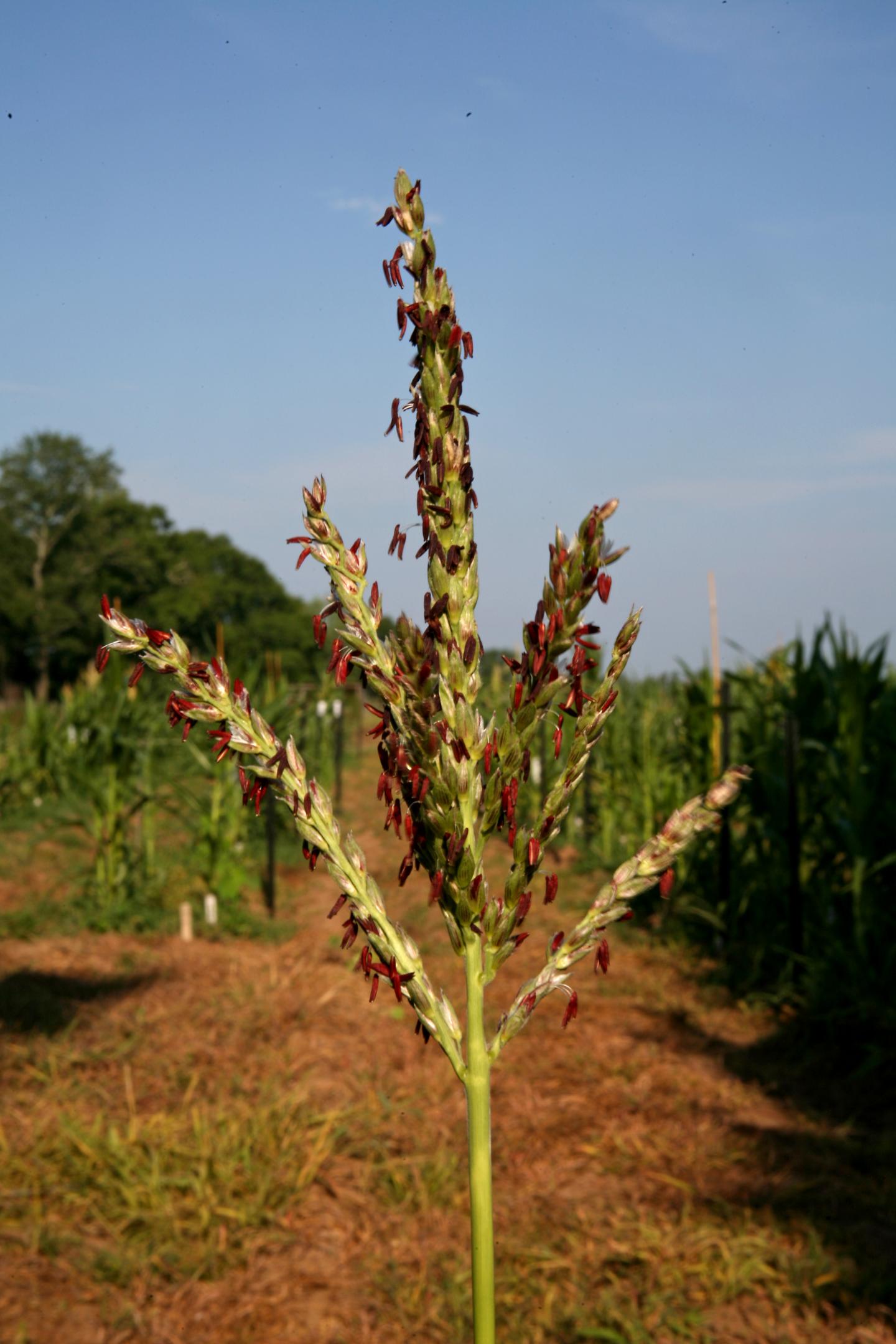 Maize