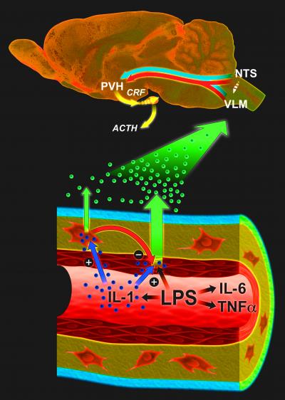 Dual Role for Immune Cells in the Brain
