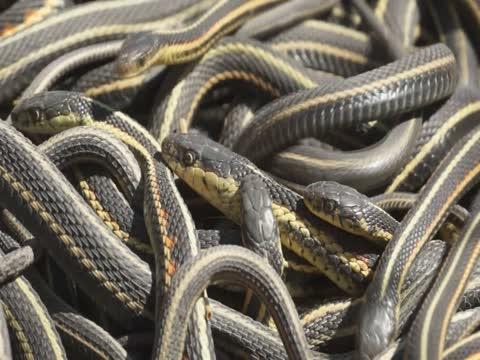 Red-Sided Garter Snakes