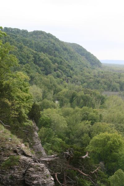 Trees Need Elbow Room to Thrive (2 of 3)