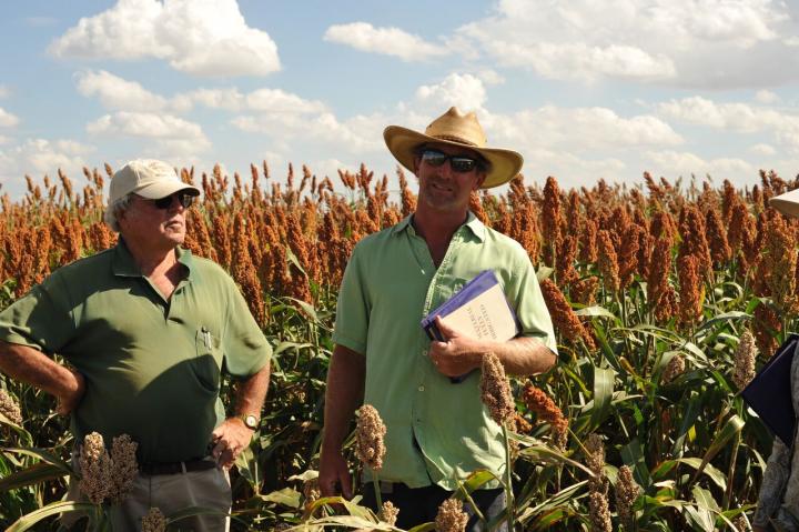 Breeders in Sorghum