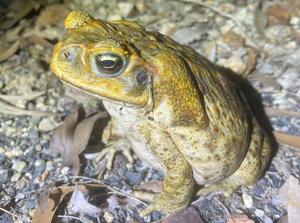 Cane toad