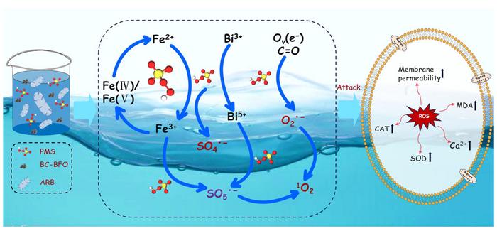 Peroxymonosulfate activation by peanut shell biochar-doped BiFeO3 composite to remove antibiotic resistant bacteria from aquaculture wastewater