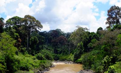 Tropical Forest in Borneo