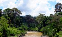 Tropical Forest in Borneo