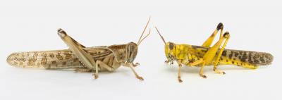 Locusts Facing