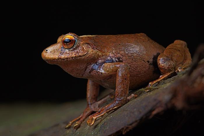 Pristimantis nunezcortezi