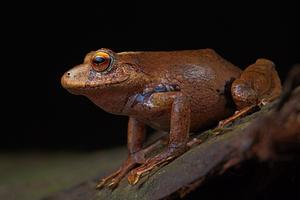 Pristimantis nunezcortezi