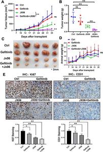 Dual-treatment of JX06 and gefitinib significantly inhibited tumor growth in vivo.