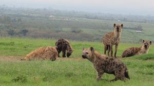 Hyaenas in Kenya