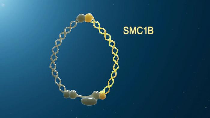 Chromosome error animation