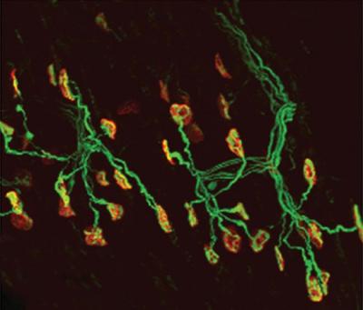 Neuromuscular Junctions