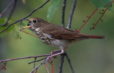 Birds and Berries