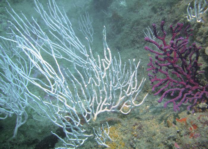 Prolonged exposure to microplastics disrupts the metabolism of Mediterranean octocorals