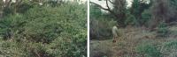 Dense Invasions of the West Indian Lantana