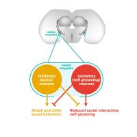 Tipping the Balance of Behavior