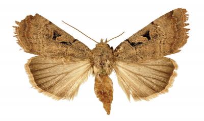<i>Anagnorisma chamrani</i>, Female