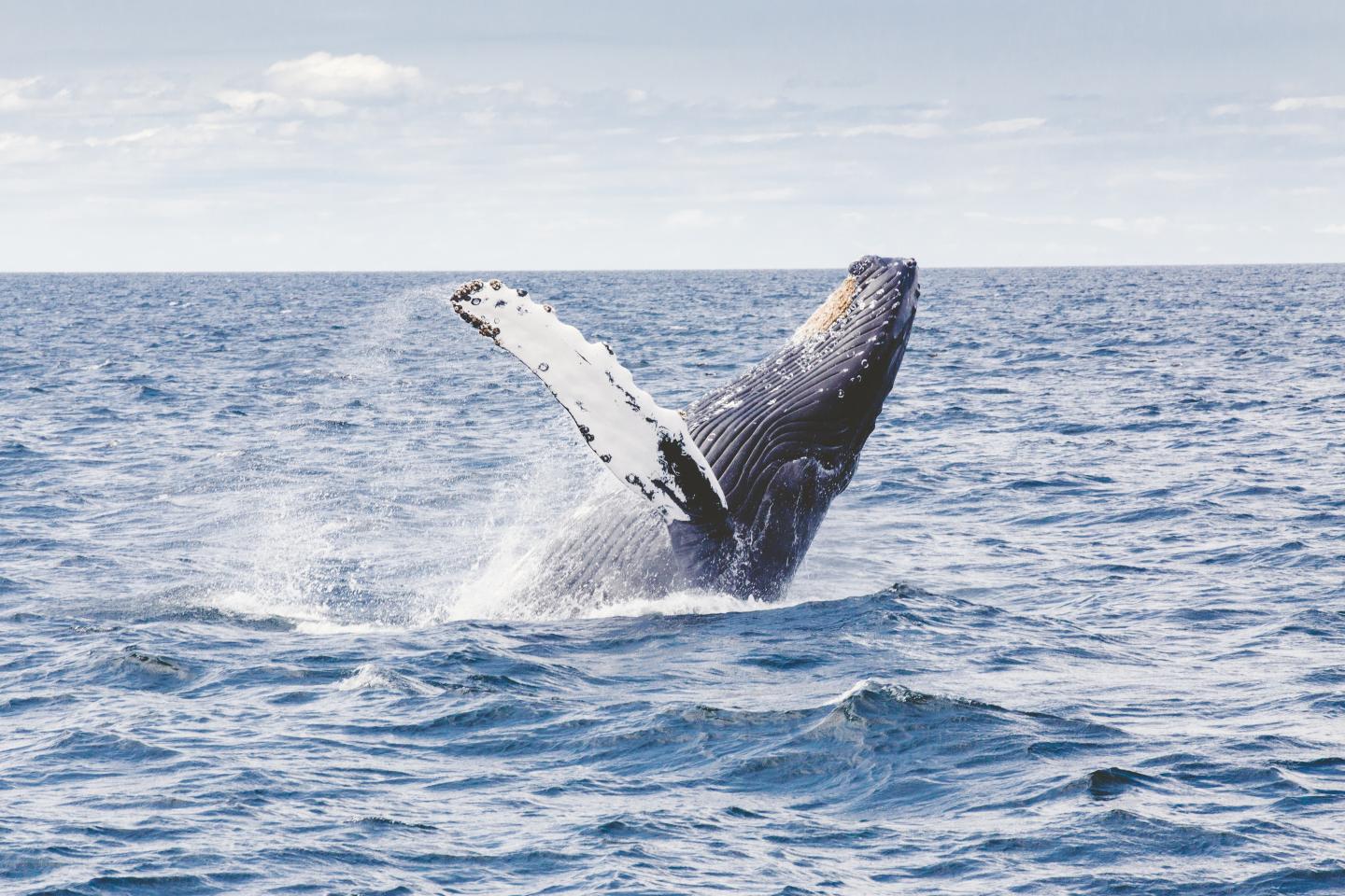 Whale