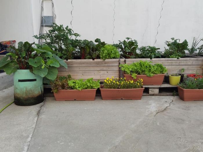 A rooftop garden in Berlin