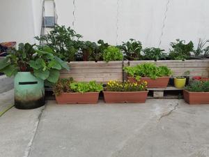 A rooftop garden in Berlin