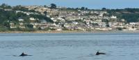 Harbour porpoises