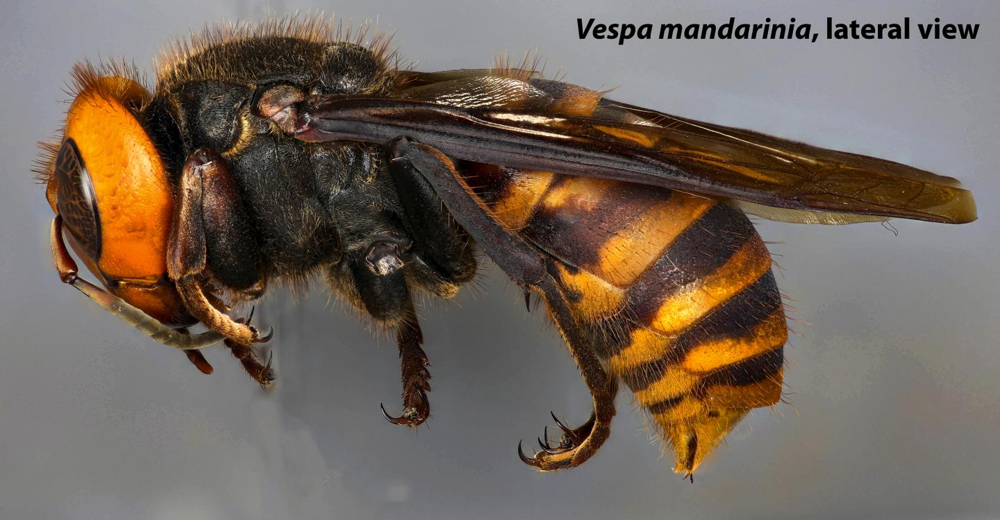 Asian Giant Hornet