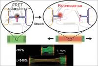 DNA hydrogels