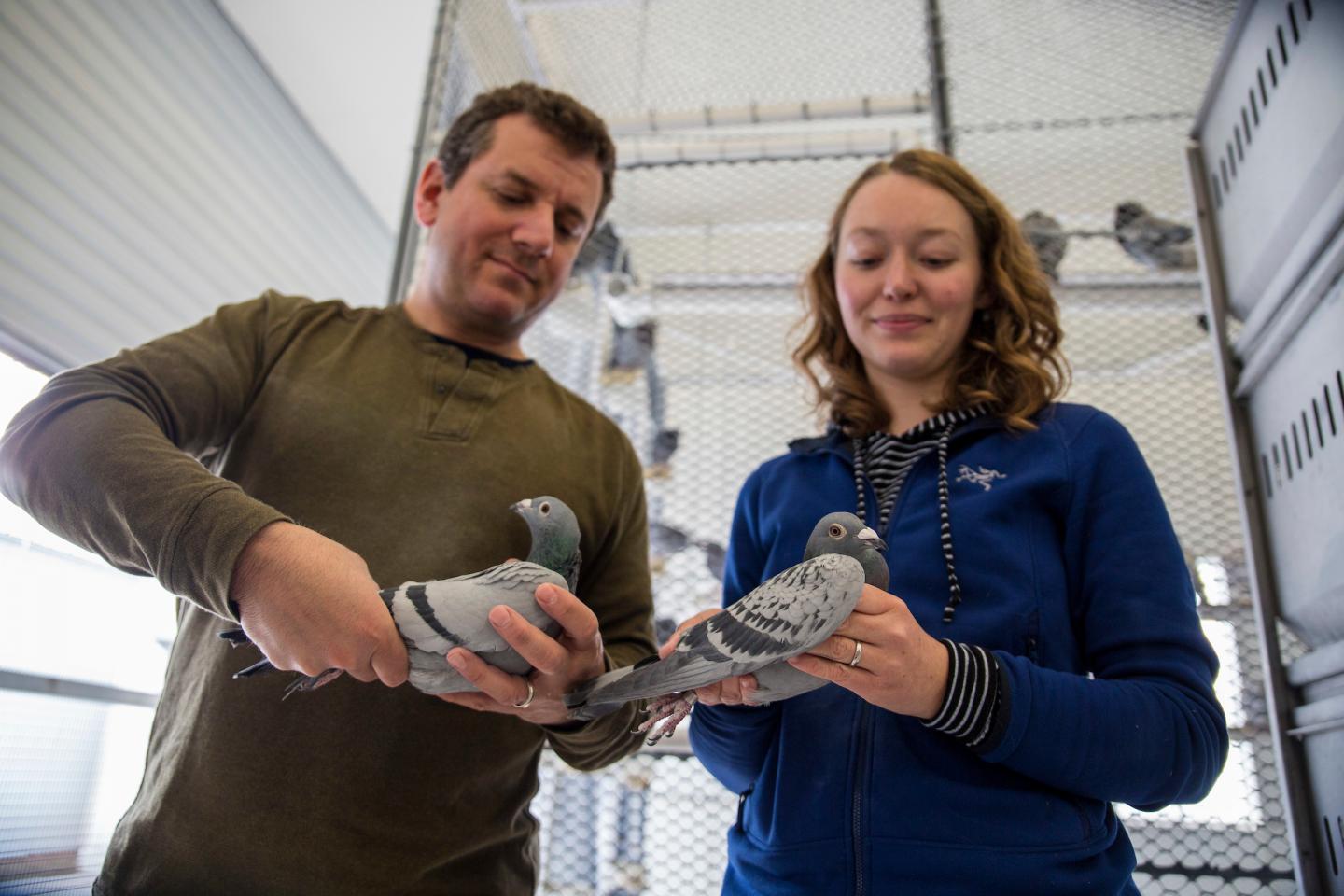 Showing off Pigeon Patterns