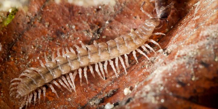 Millipede Species