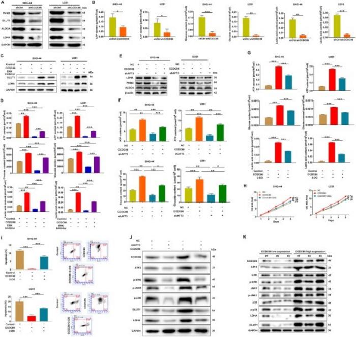 The CCDC86-ATF3 regulates glycolytic metabolism and tumor development.