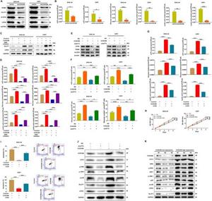 The CCDC86-ATF3 regulates glycolytic metabolism and tumor development.