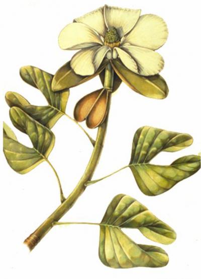 <i>Archaeanthus</i> Resonstruction