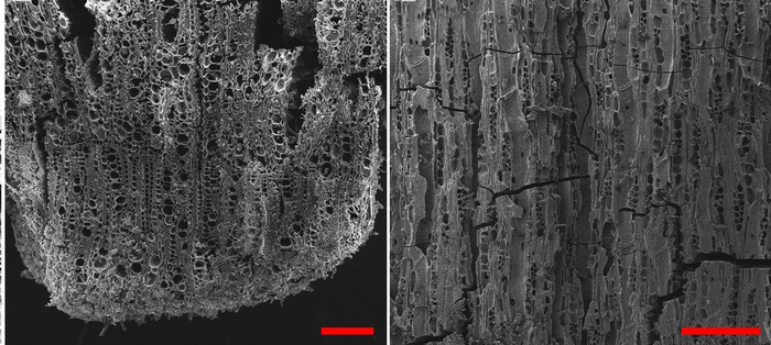 7,000 years-old microscopic remains of charred olive wood (Olea) recovered from Tel Tsaf