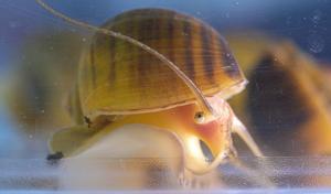 Apple snail eye