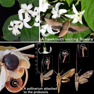 The hawkmoth and the flower