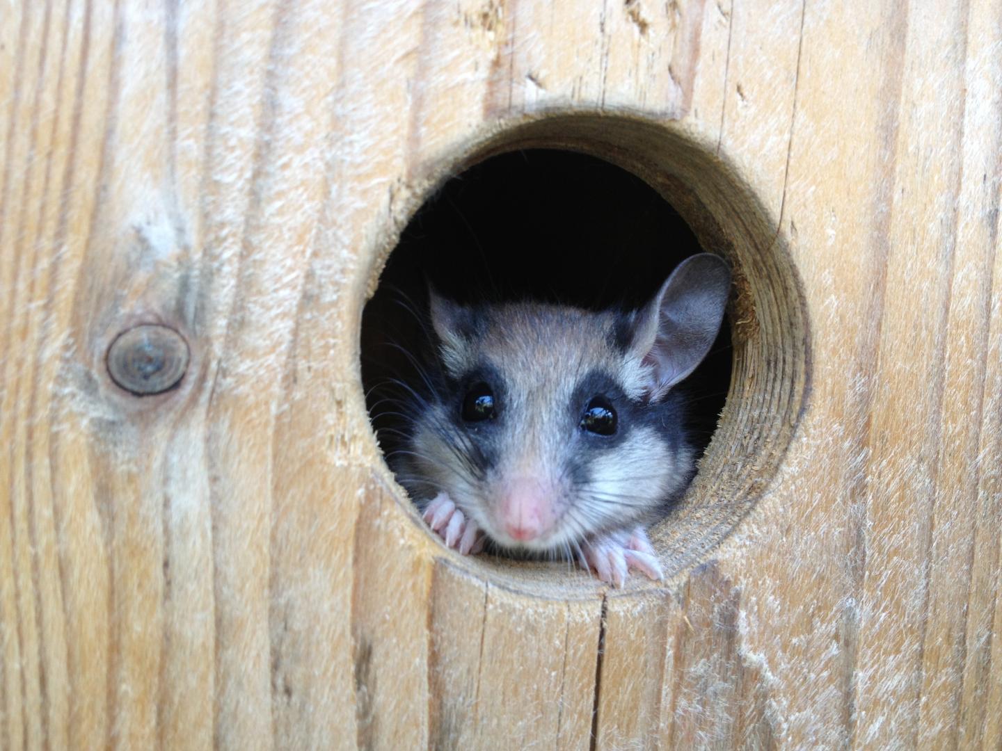 Garden Dormouse