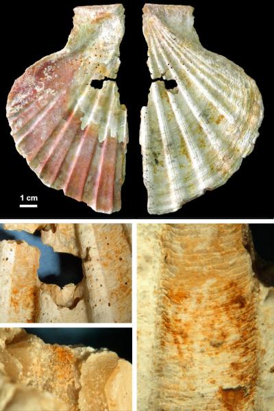 Scallop Shell and Pigments