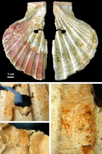 Scallop Shell and Pigments